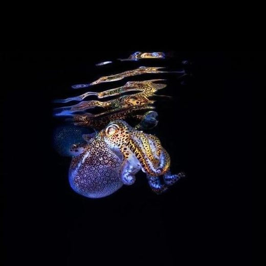 Android Endoscopio Cámara flexible e impermeable